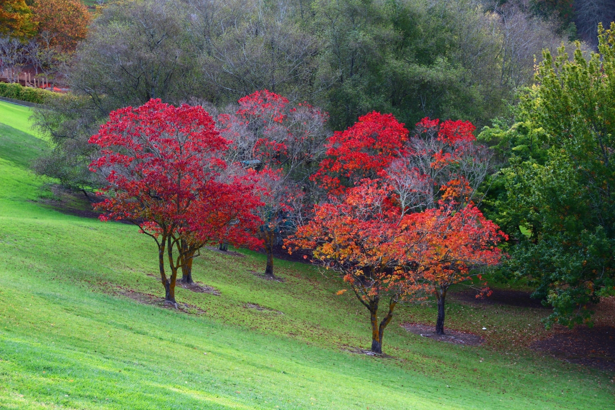 Mount Lofty Botanical Garden In Autumn Stars In Photos